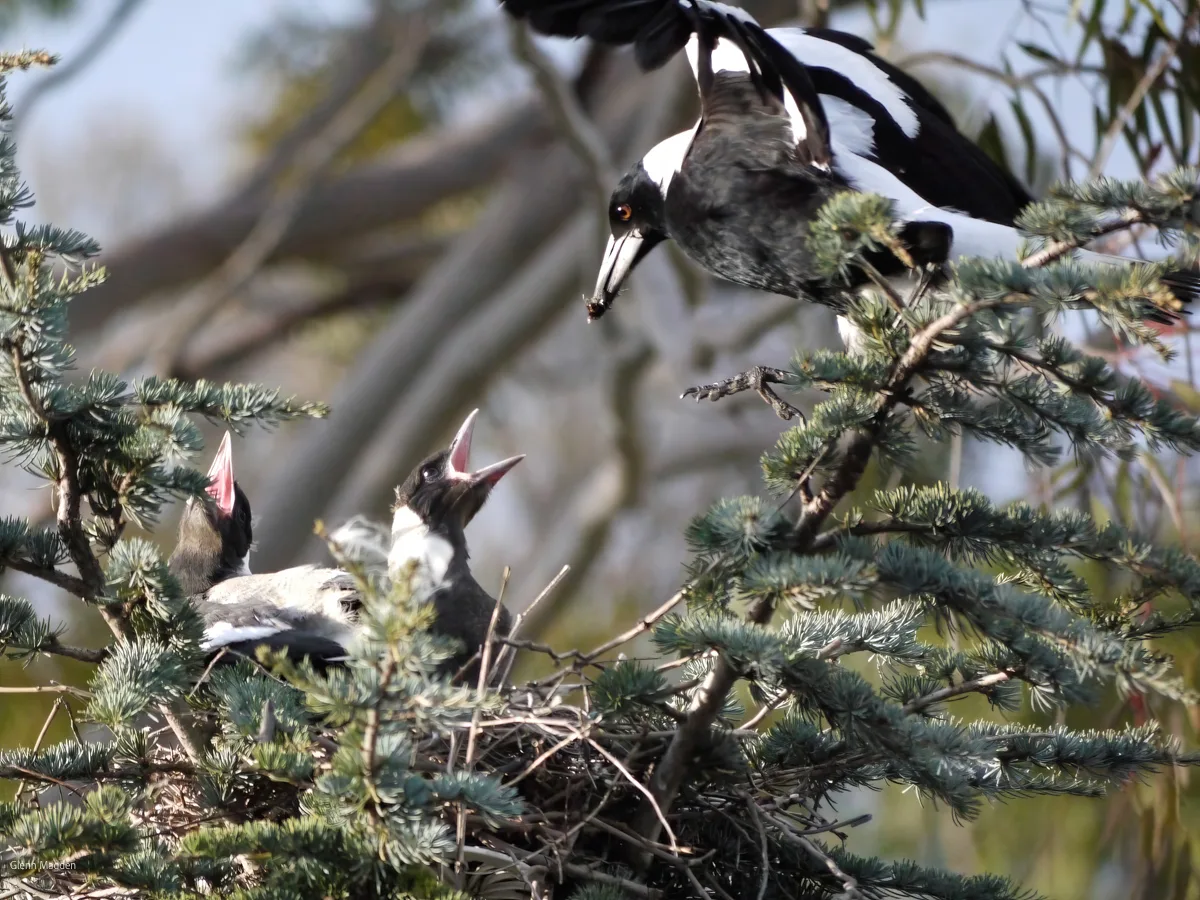 Close-up wildlife photograph of an Australian magpie parent landing on a pine-branch nest, carrying food to two hungry open-beaked chicks
